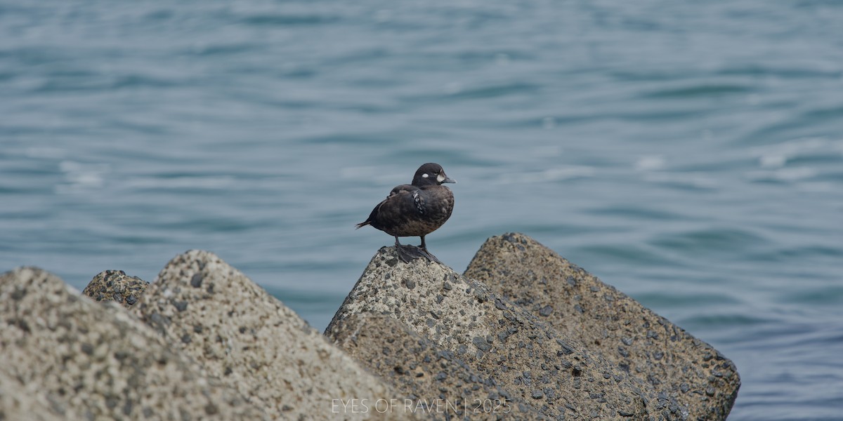 Harlequin Duck - ML640403021