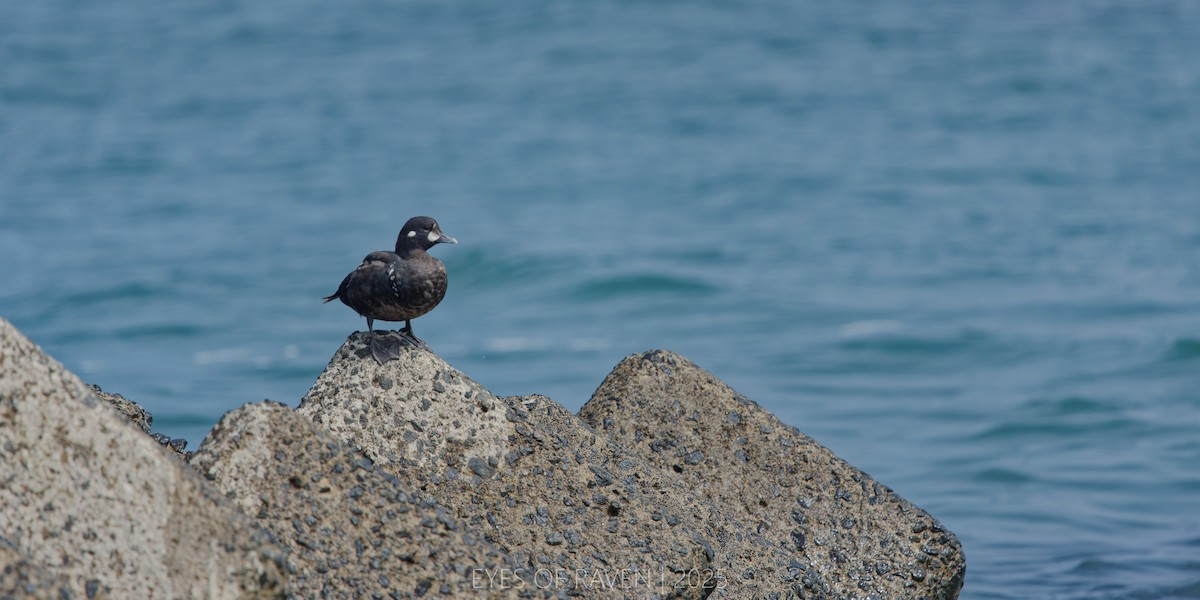 Harlequin Duck - ML640403022