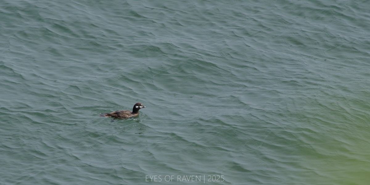 Harlequin Duck - ML640403024