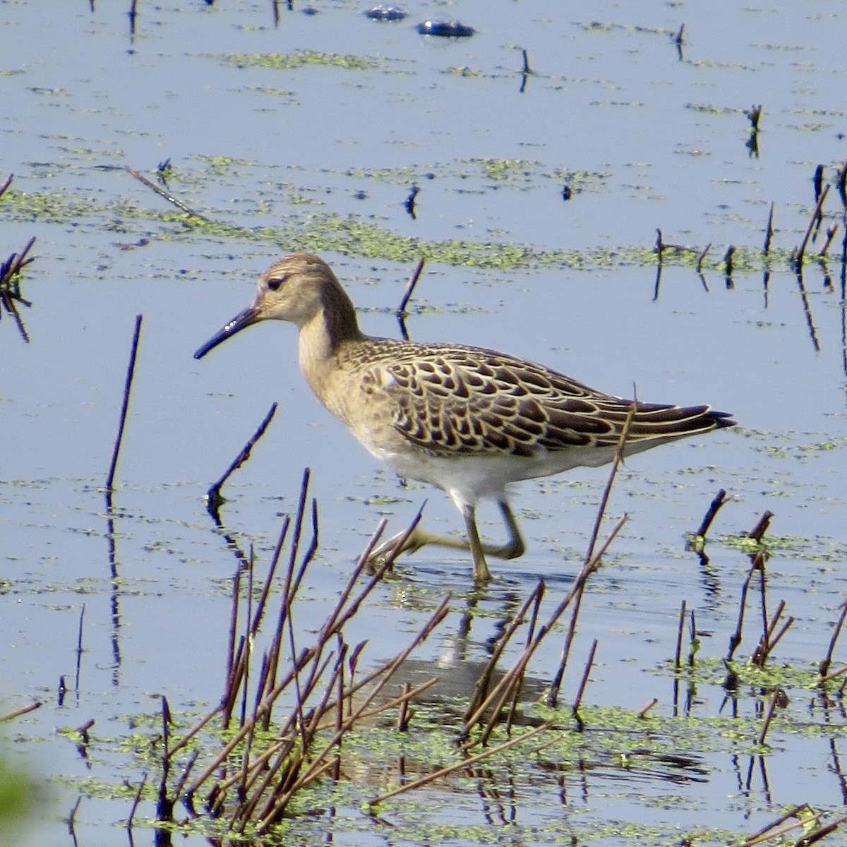 Ruff - ML640403060