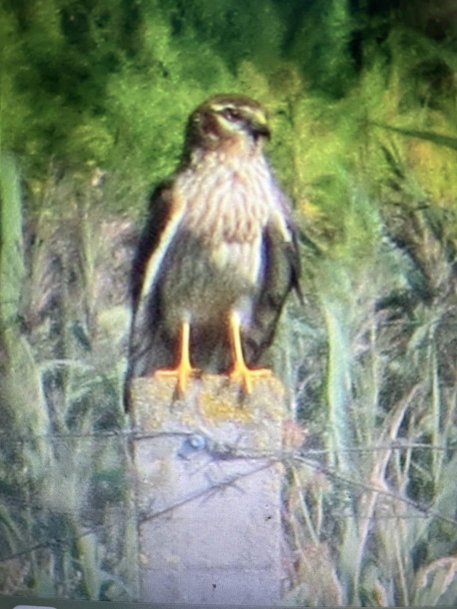 Montagu's Harrier - ML640403062