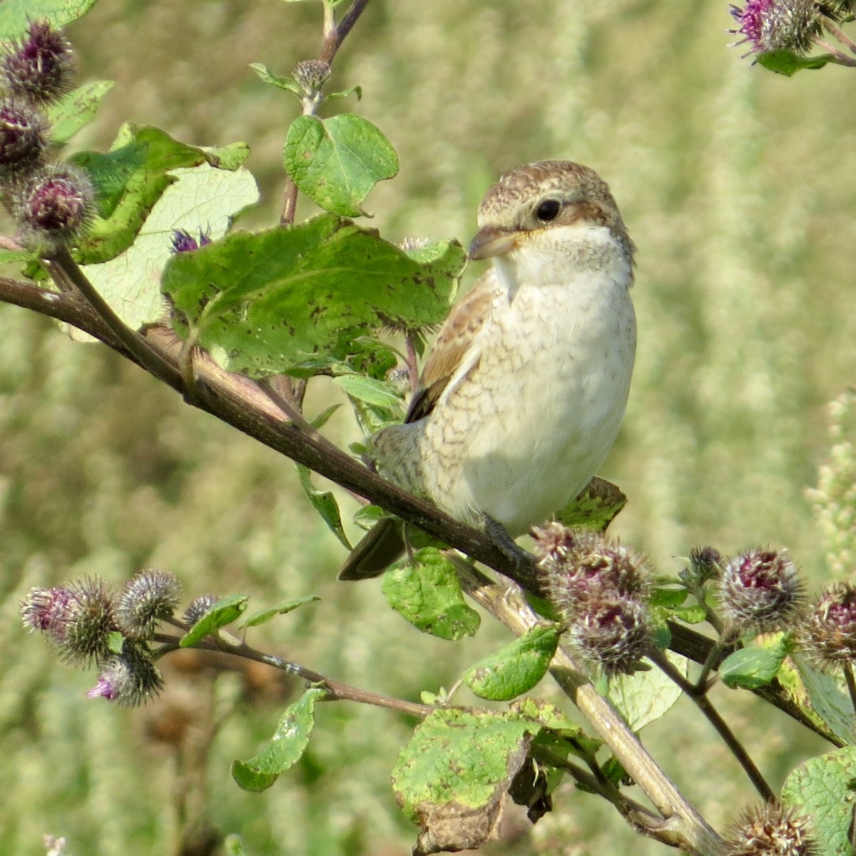 Red-backed Shrike - ML640403063