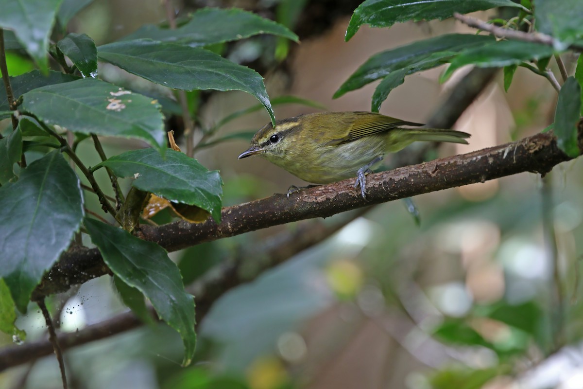 Lompobattang Leaf Warbler - ML640403135