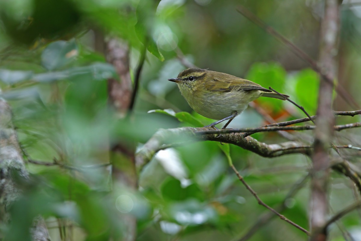Lompobattang Leaf Warbler - ML640403137