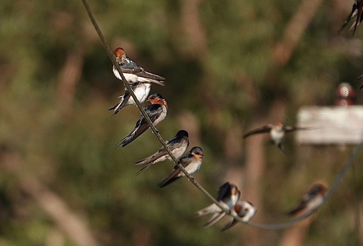 Welcome Swallow - ML640403140