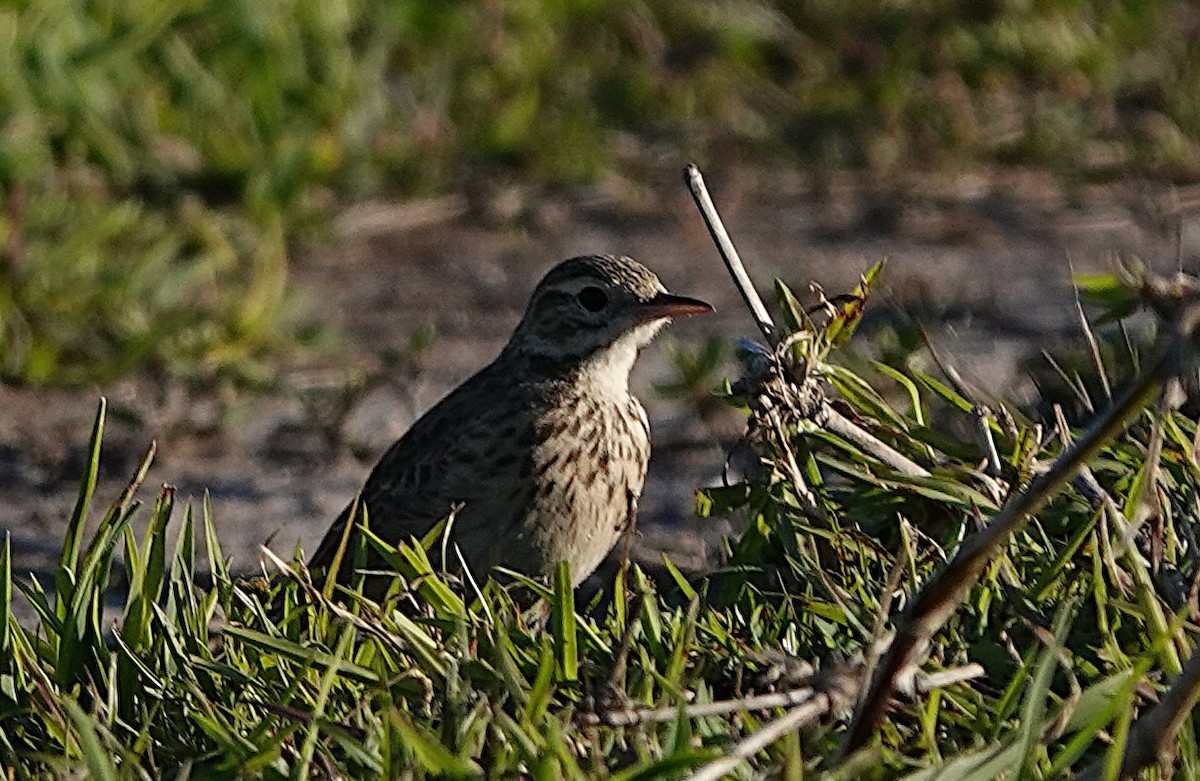 Australian Pipit - ML640403149