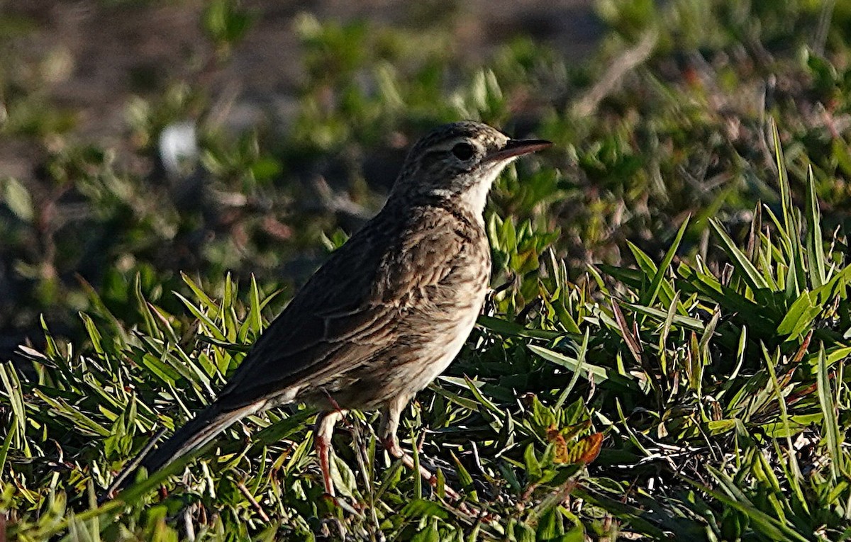 Australian Pipit - ML640403154
