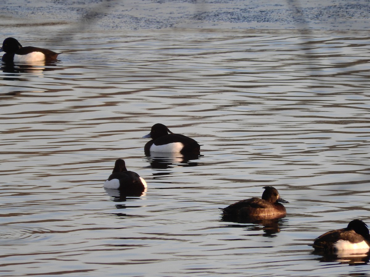 Tufted Duck - ML640403203