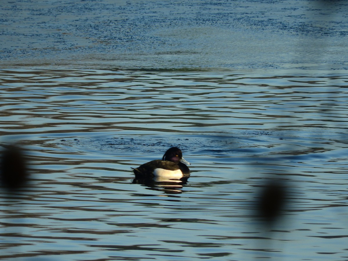 Tufted Duck - ML640403204