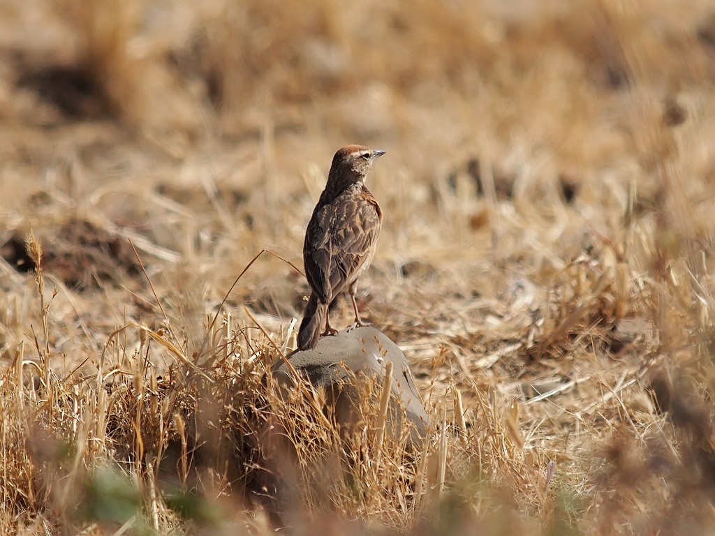 Blanford's Lark (Erlanger's) - ML640403219