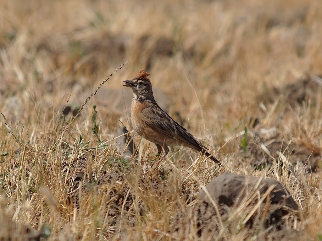 Blanford's Lark (Erlanger's) - ML640403220