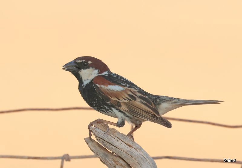 Spanish Sparrow - ML640403236