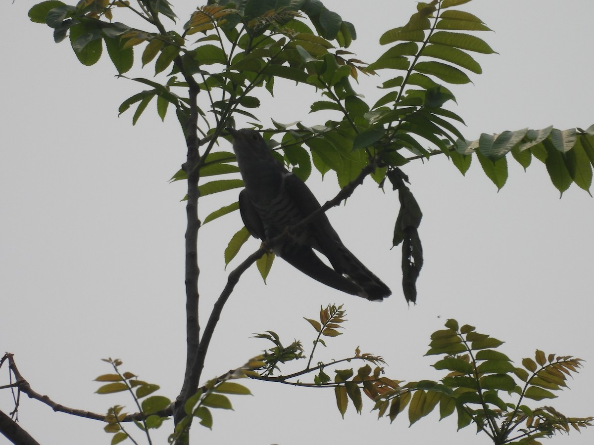 Indian Cuckoo - ML640403237