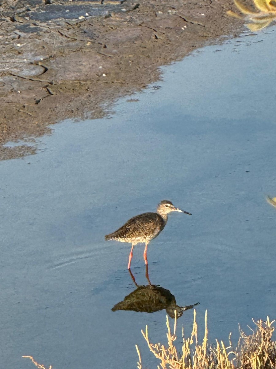 Common Redshank - ML640403252