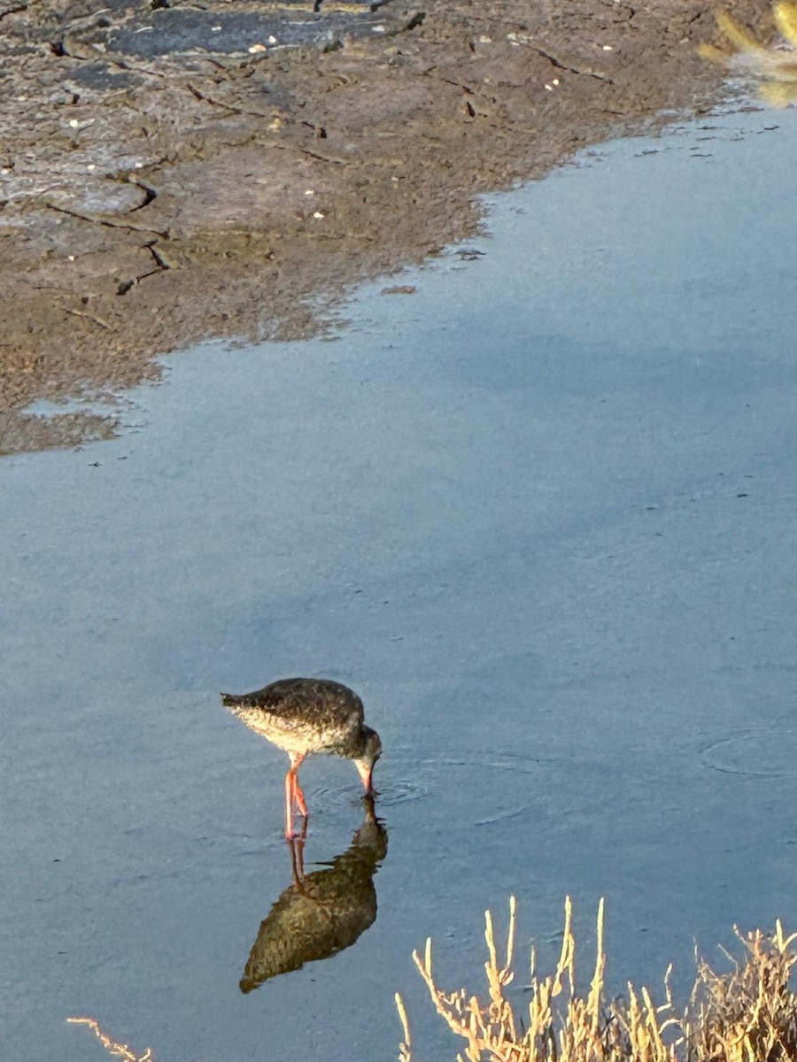 Common Redshank - ML640403253