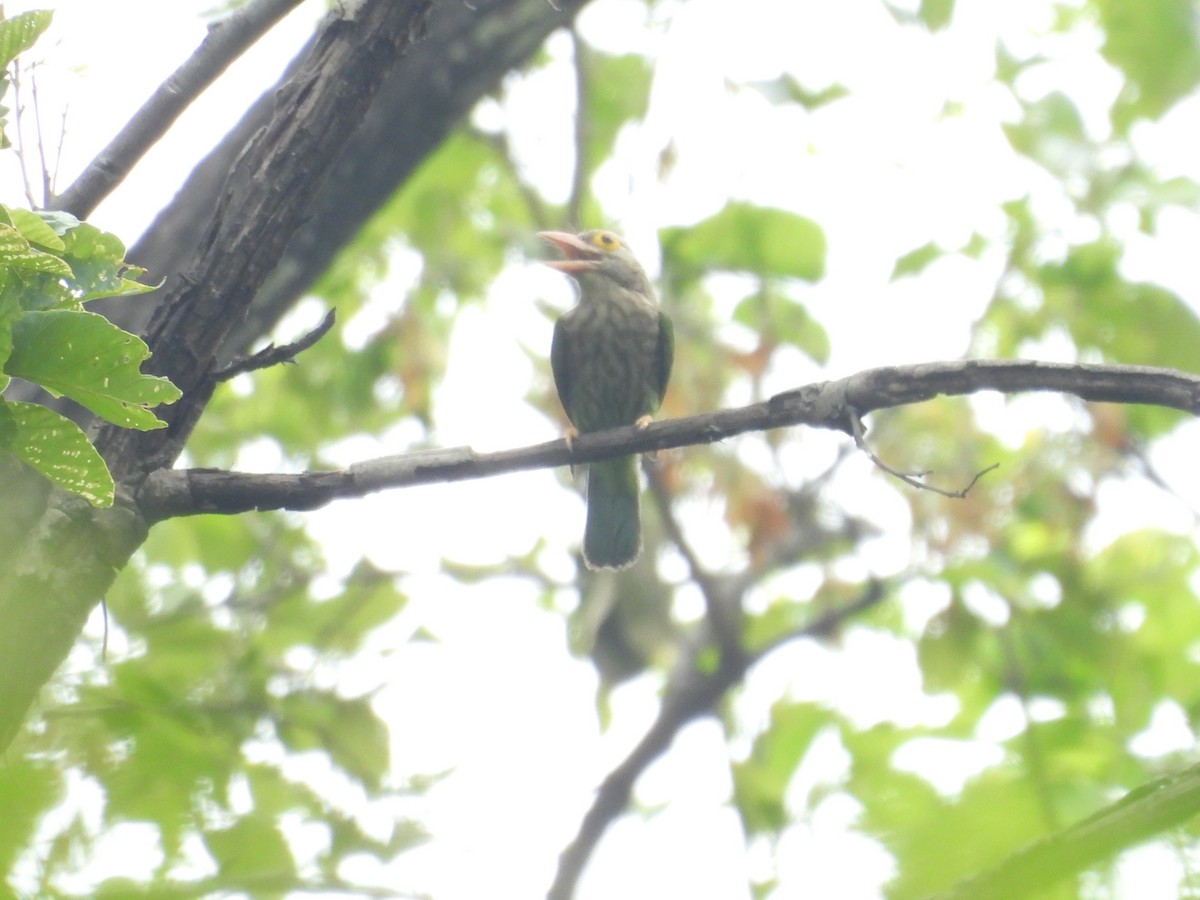 Lineated Barbet - ML640403257