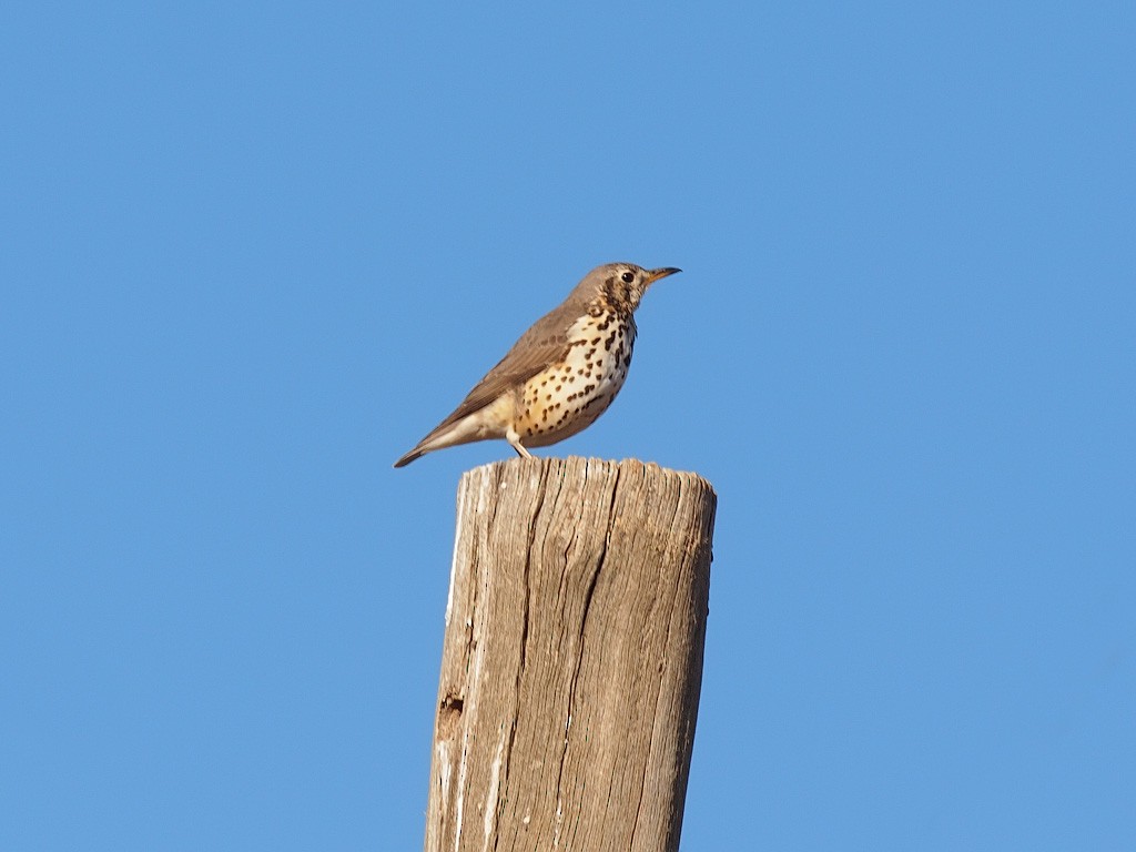 Ethiopian Thrush - ML640403277