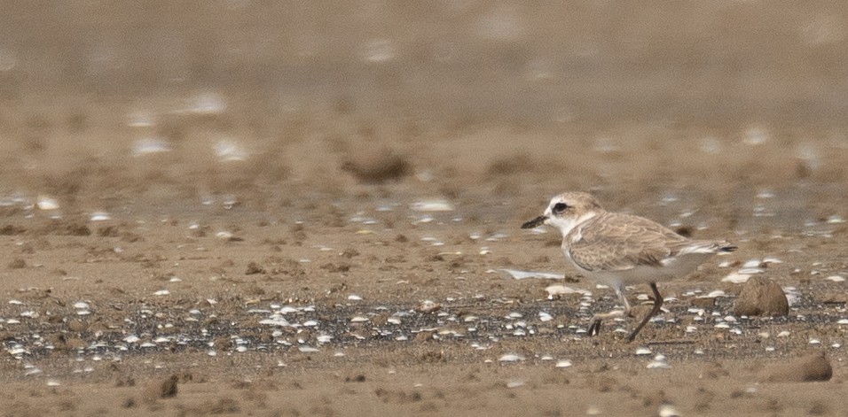 White-faced Plover - ML640403283
