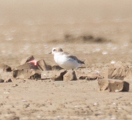 White-faced Plover - ML640403296