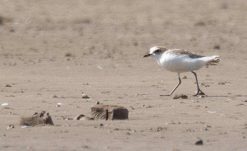 White-faced Plover - ML640403297