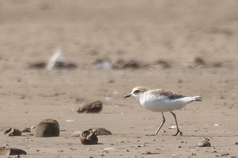 White-faced Plover - ML640403298