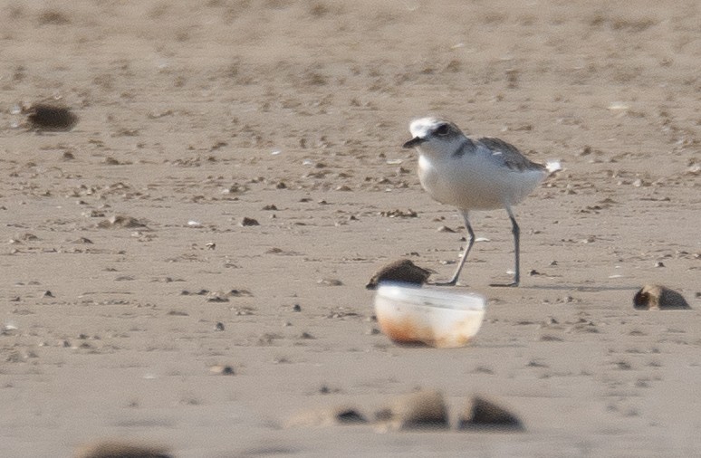 White-faced Plover - ML640403299