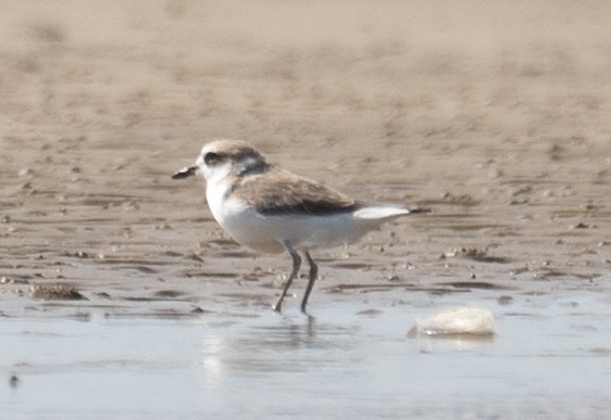 White-faced Plover - ML640403300