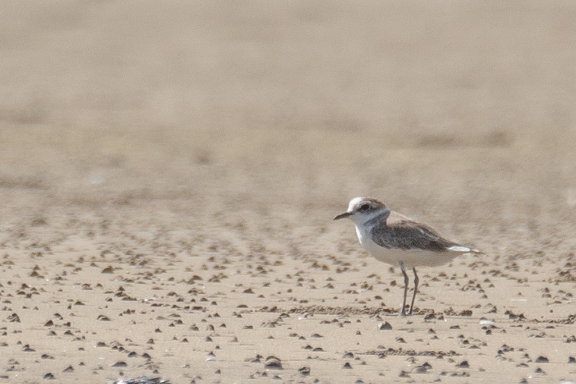 White-faced Plover - ML640403301