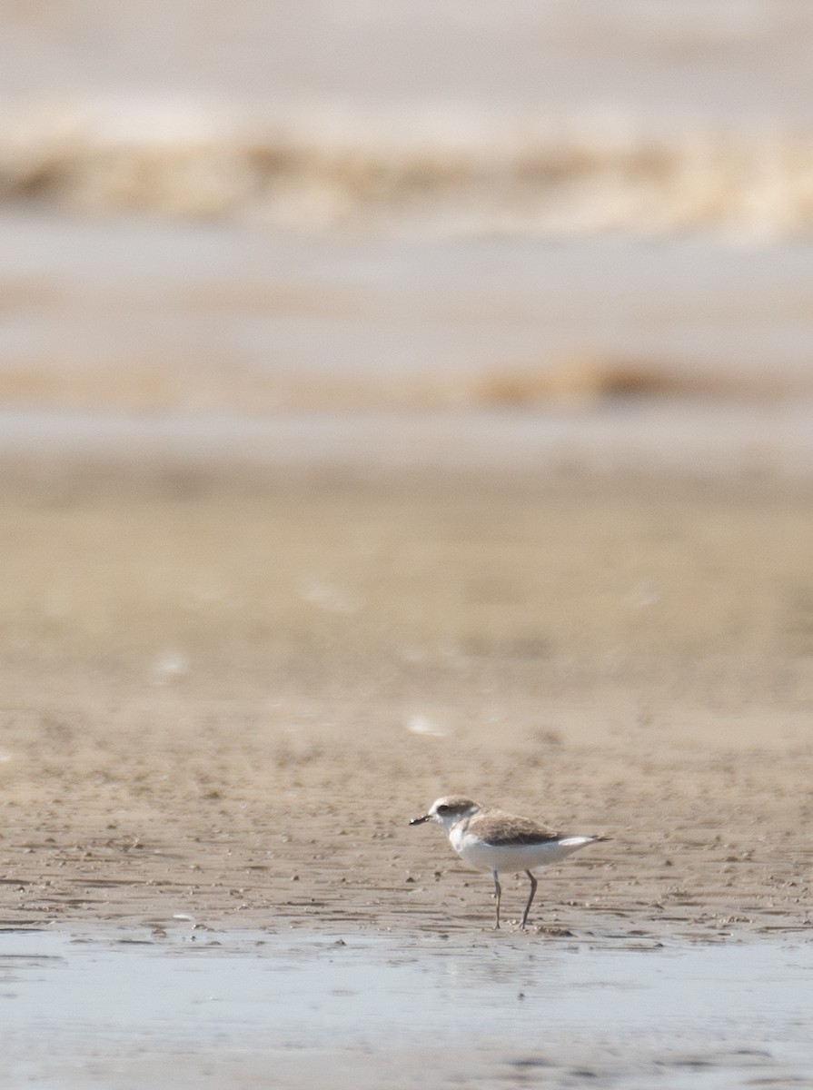 White-faced Plover - ML640403302