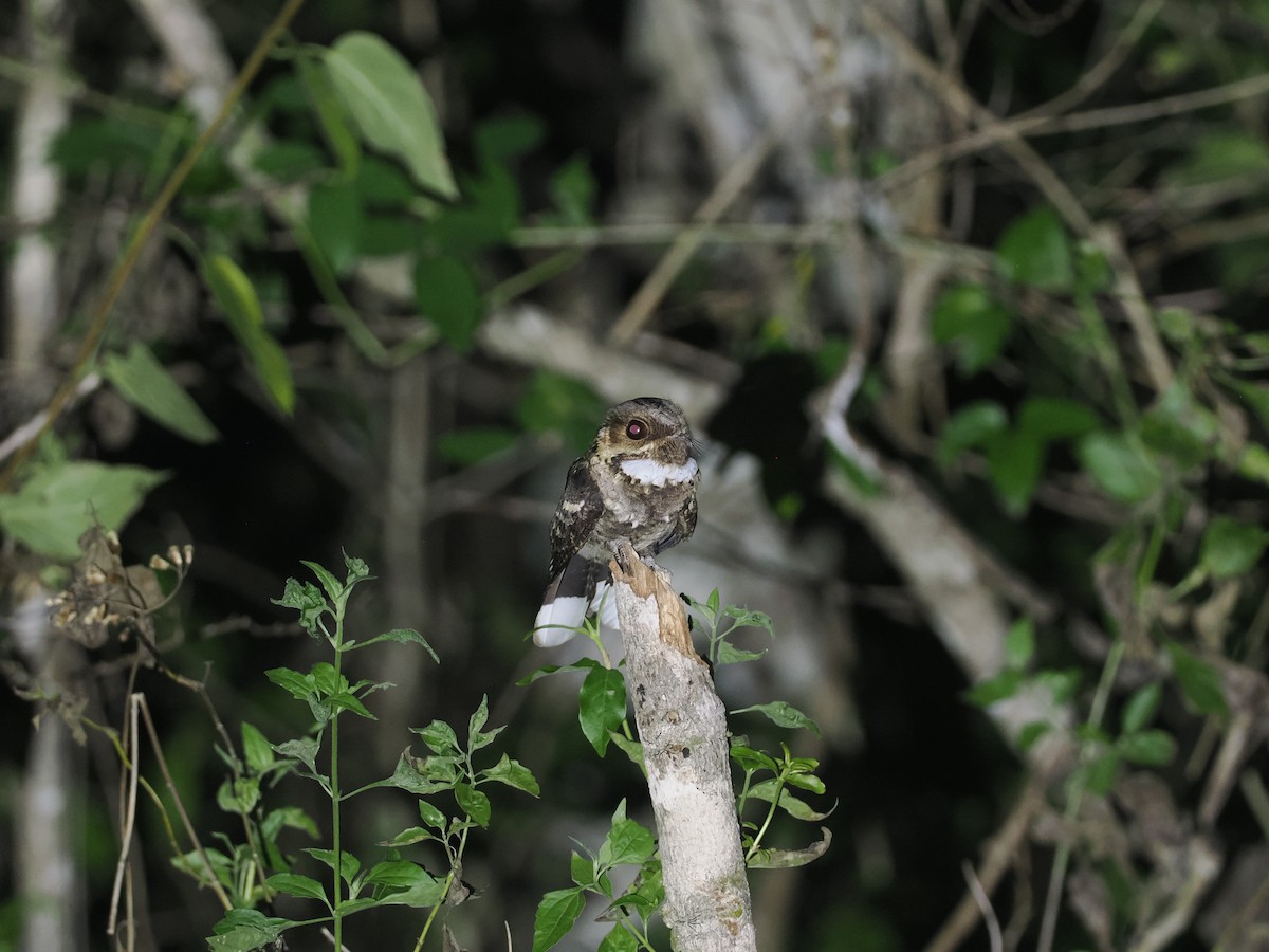 Timor Nightjar - ML640403372