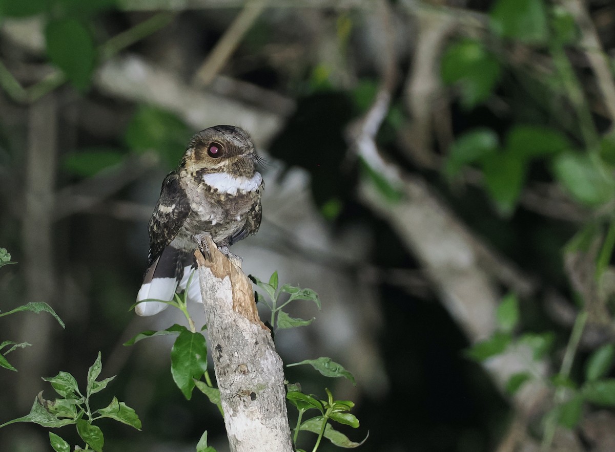 Timor Nightjar - ML640403373