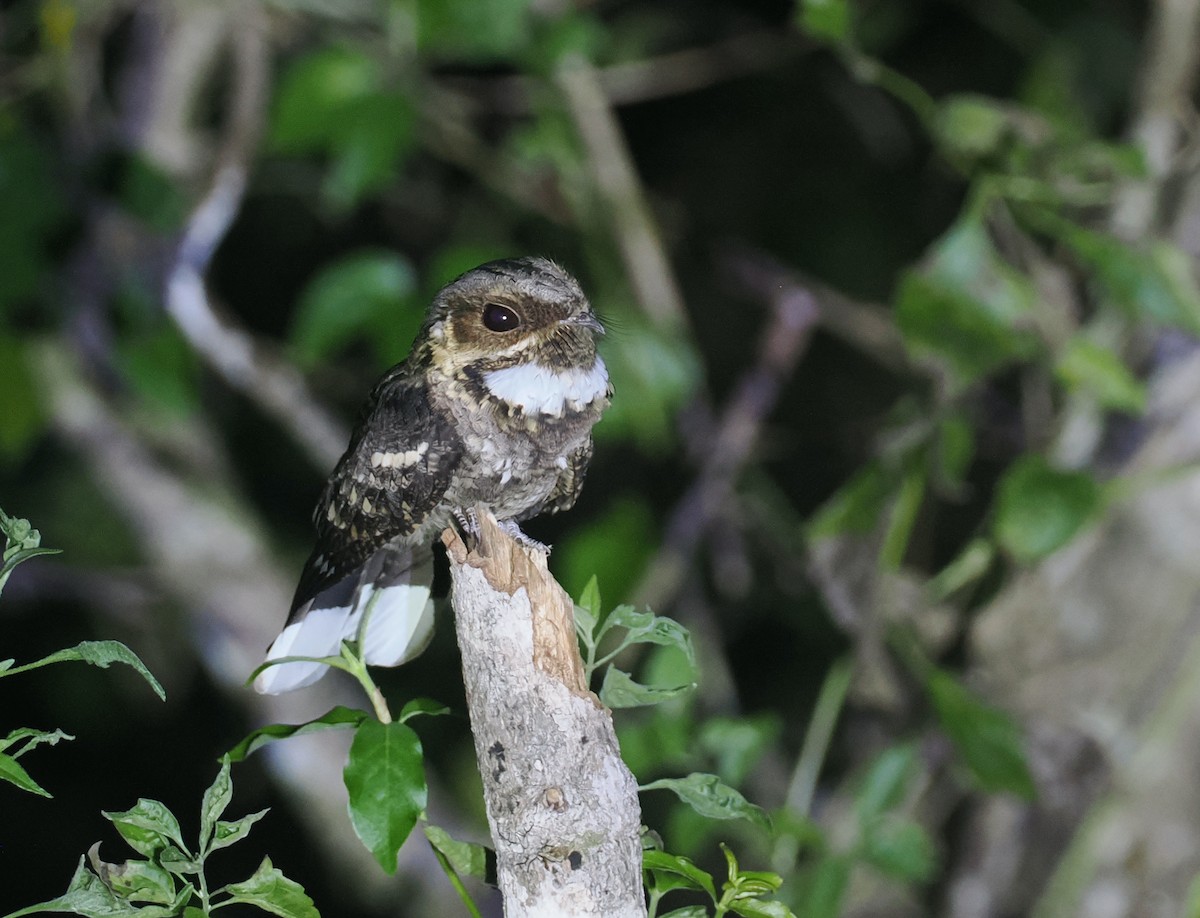 Timor Nightjar - ML640403386