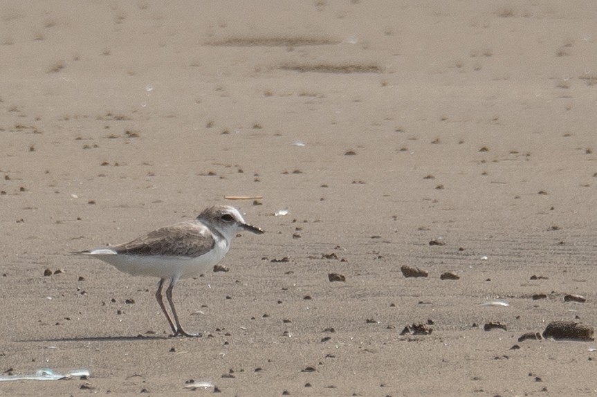White-faced Plover - ML640403393