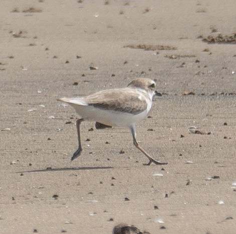 White-faced Plover - ML640403394