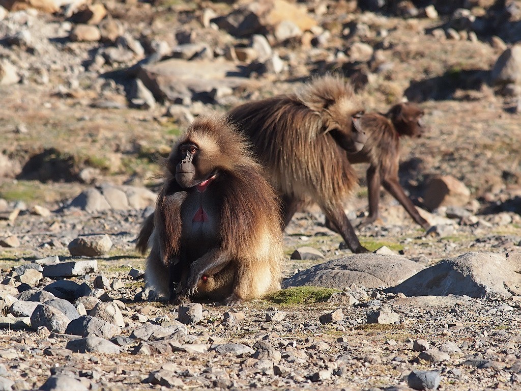 Gelada - ML640403425