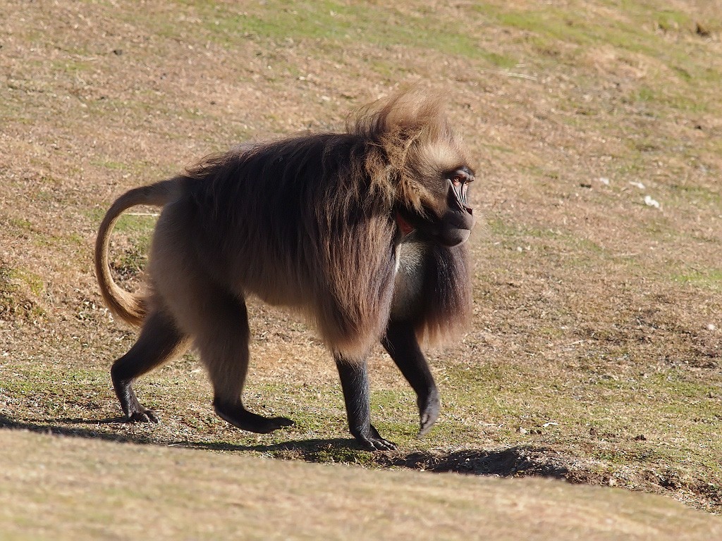 Gelada - ML640403426
