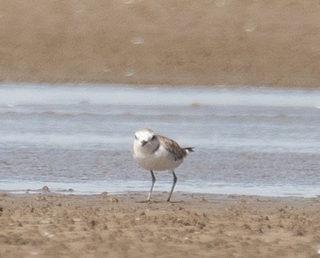 White-faced Plover - ML640403431