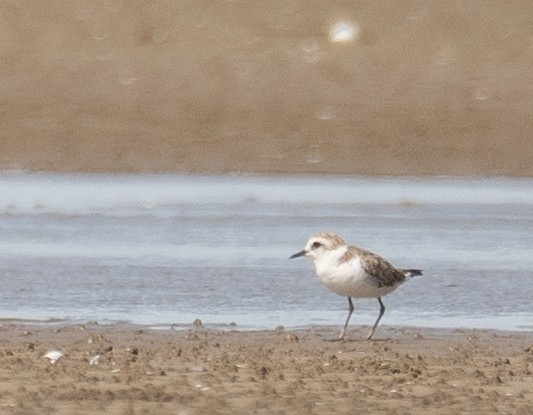 White-faced Plover - ML640403432