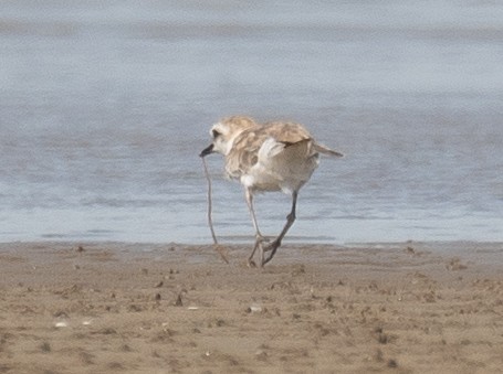 White-faced Plover - ML640403433