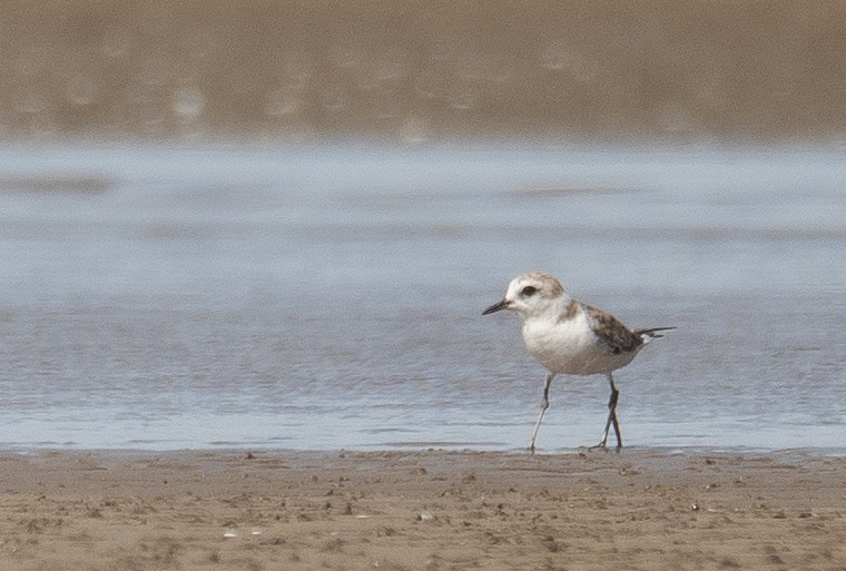White-faced Plover - ML640403434