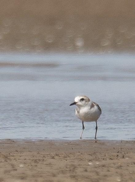 White-faced Plover - ML640403438