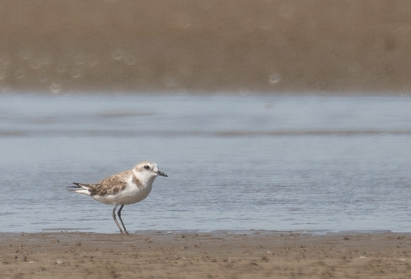 White-faced Plover - ML640403439