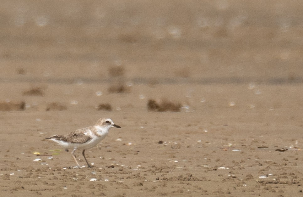 White-faced Plover - ML640403449
