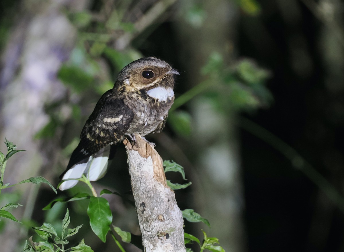 Timor Nightjar - ML640403450