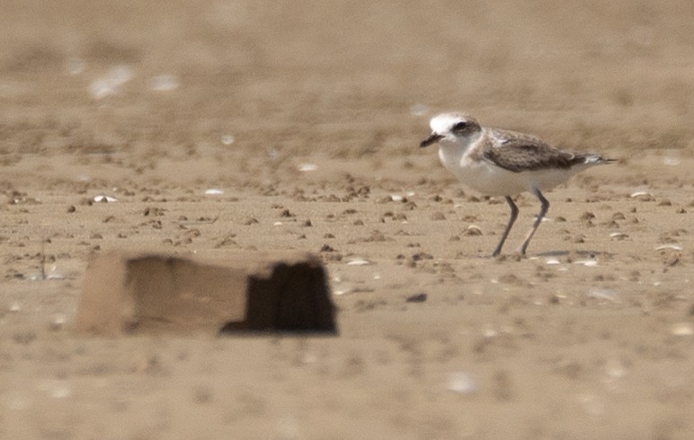 White-faced Plover - ML640403477