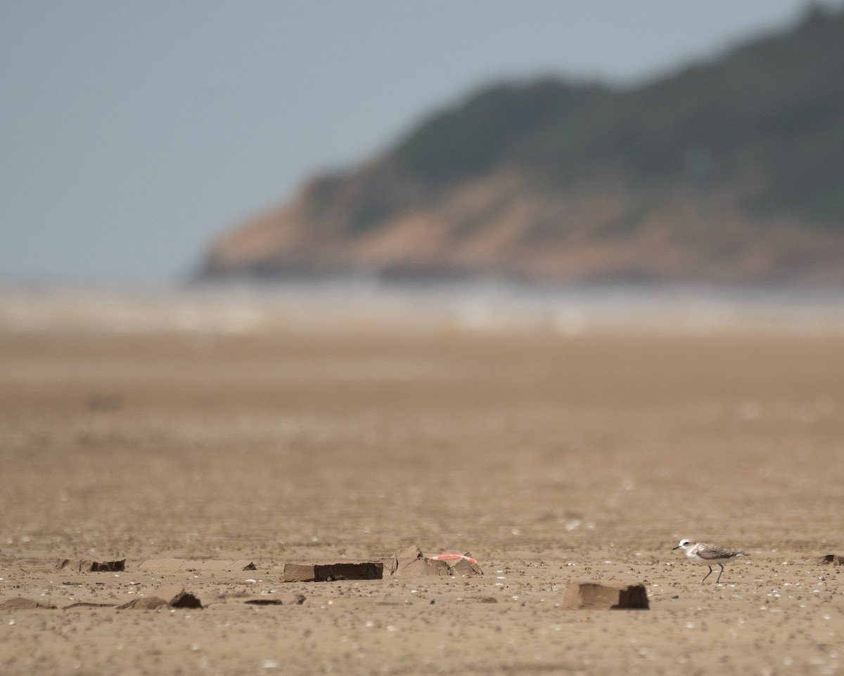 White-faced Plover - ML640403478