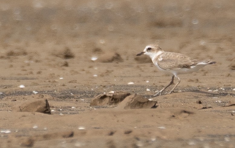 White-faced Plover - ML640403479