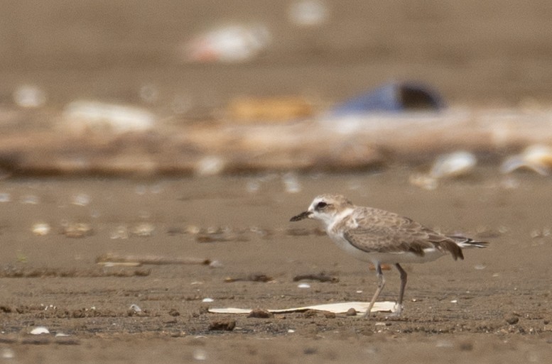 White-faced Plover - ML640403480