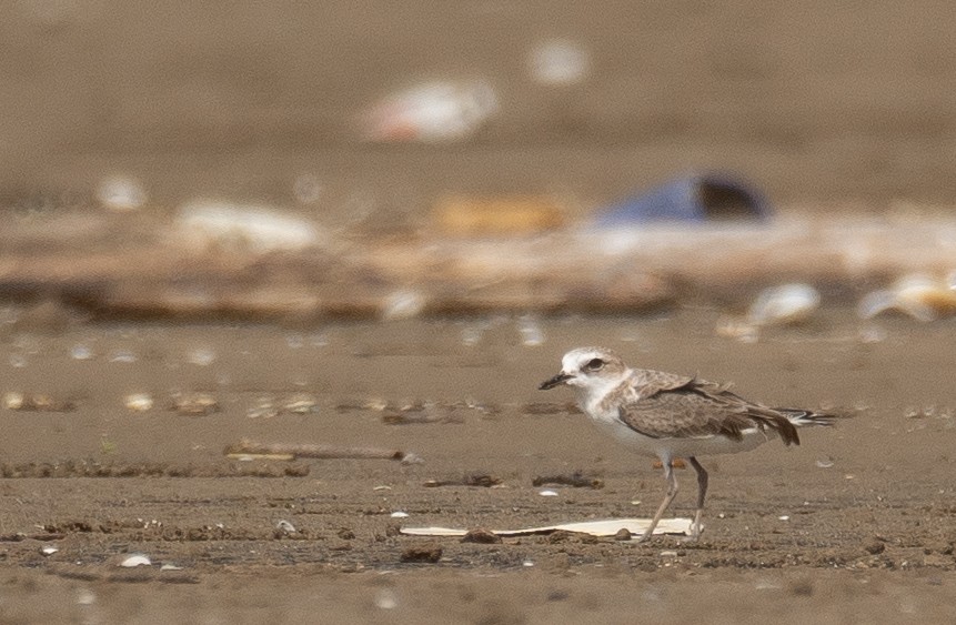 White-faced Plover - ML640403481