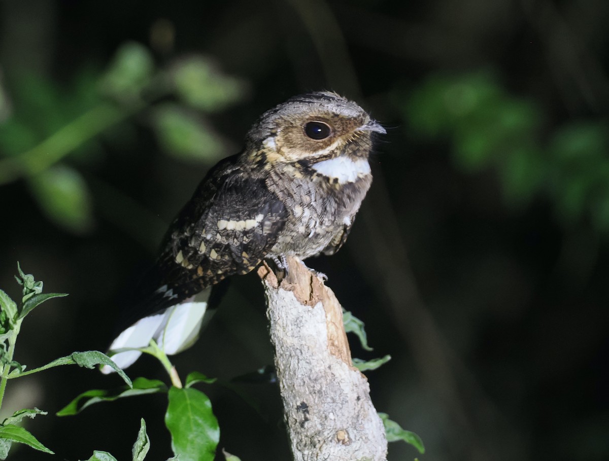 Timor Nightjar - ML640403482